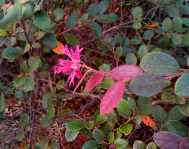 [From the right side of the image protrudes a reddish branch with green ovalate leaves at the far right and then red leaves closer toward the tip of the branch. At the end of the branch is a pink bloom which has long narrow spikey petals.]